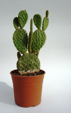Opuntia_microdasys_f_rubra_3